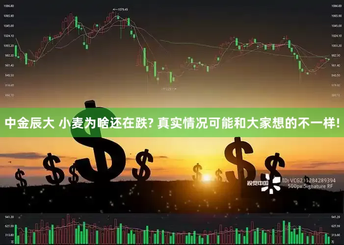 中金辰大 小麦为啥还在跌? 真实情况可能和大家想的不一样!